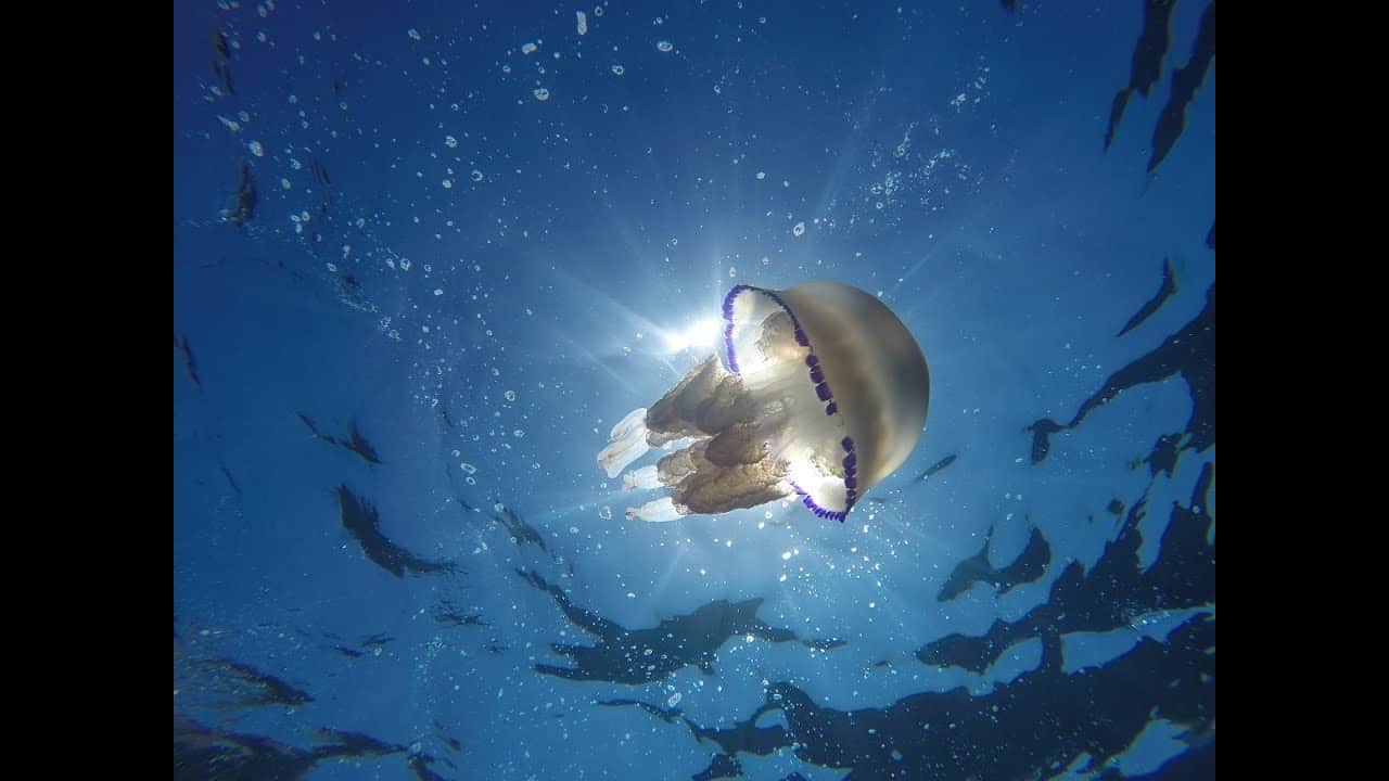 Snorkeling Marseille: An Unforgettable Aquatic Adventure