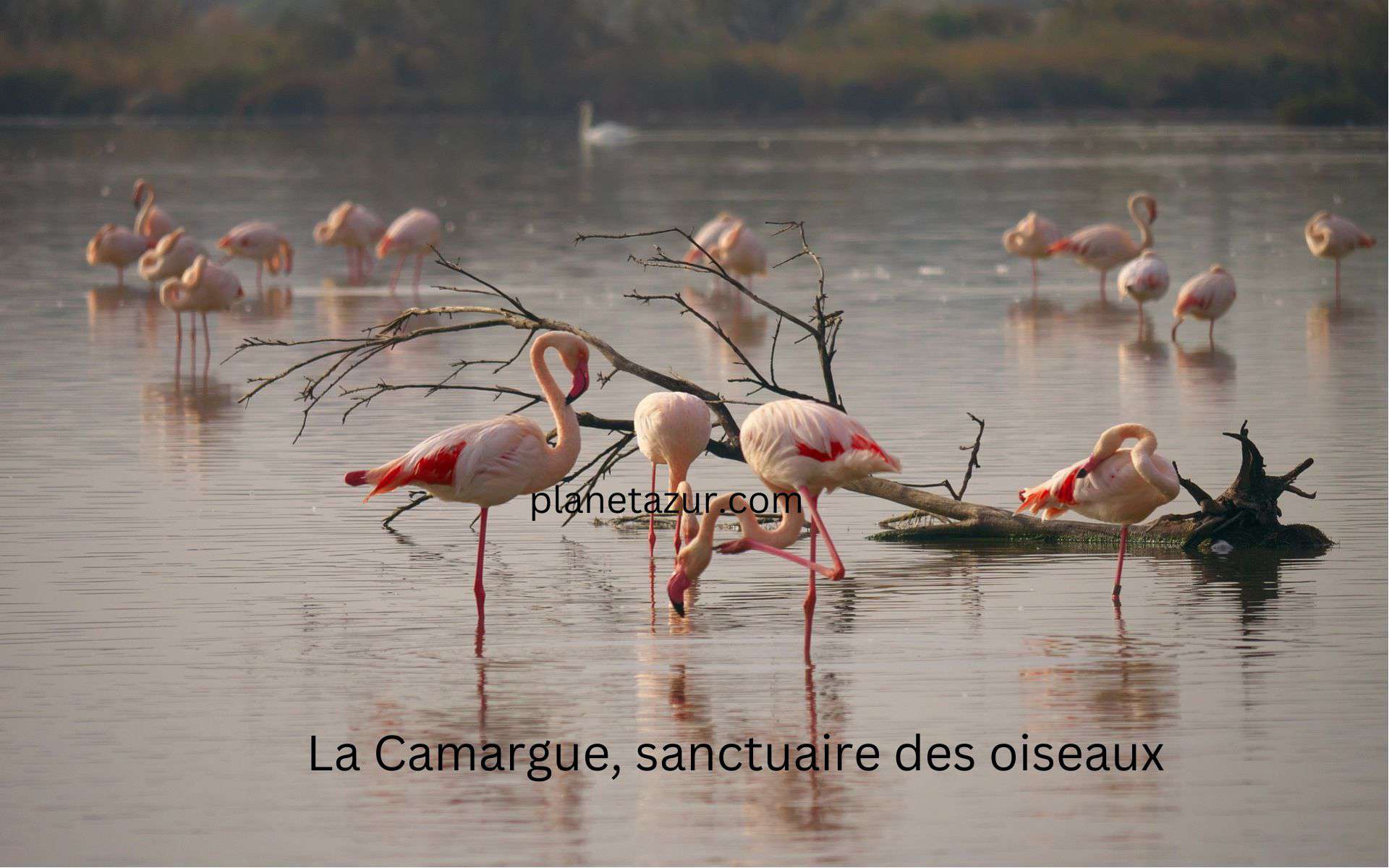La Camargue, sanctuaire des oiseaux