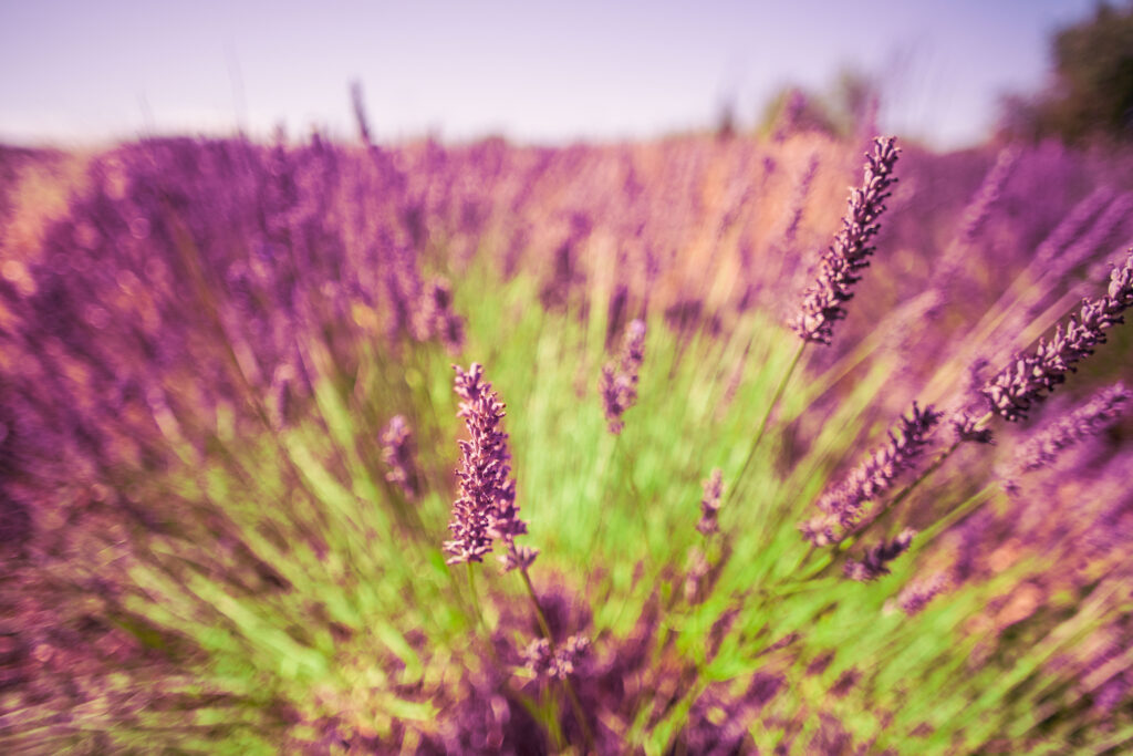 Marseille Cruise Shore Excursions: Unforgettable Experiences